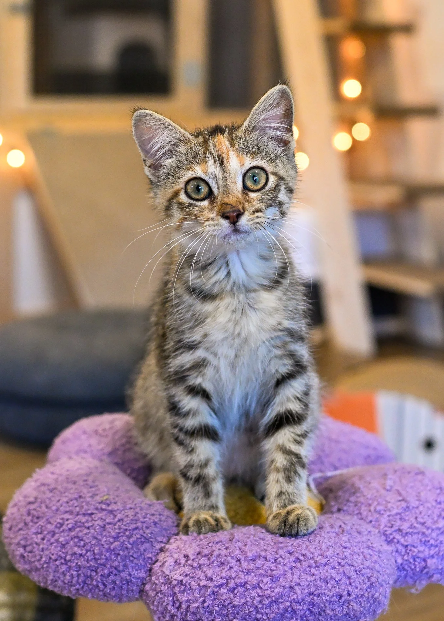 female tabico kitten