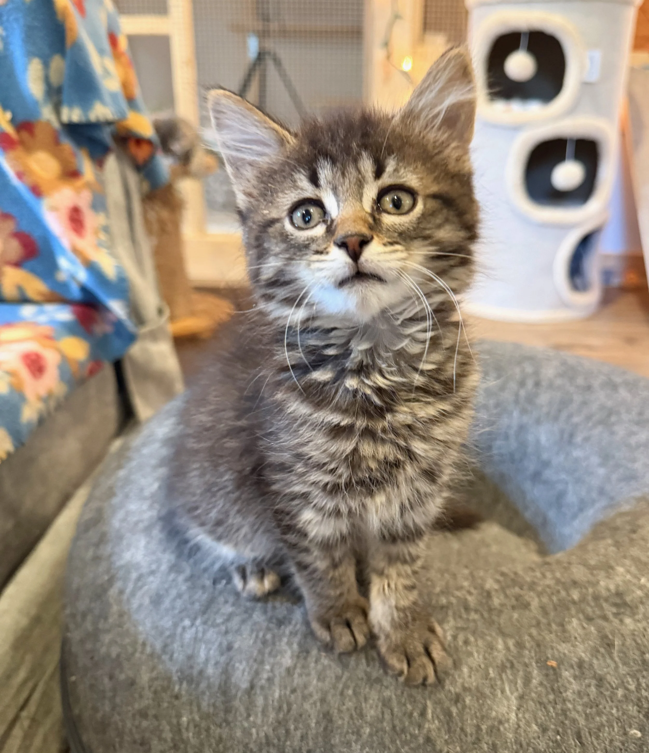 male tiger kitten