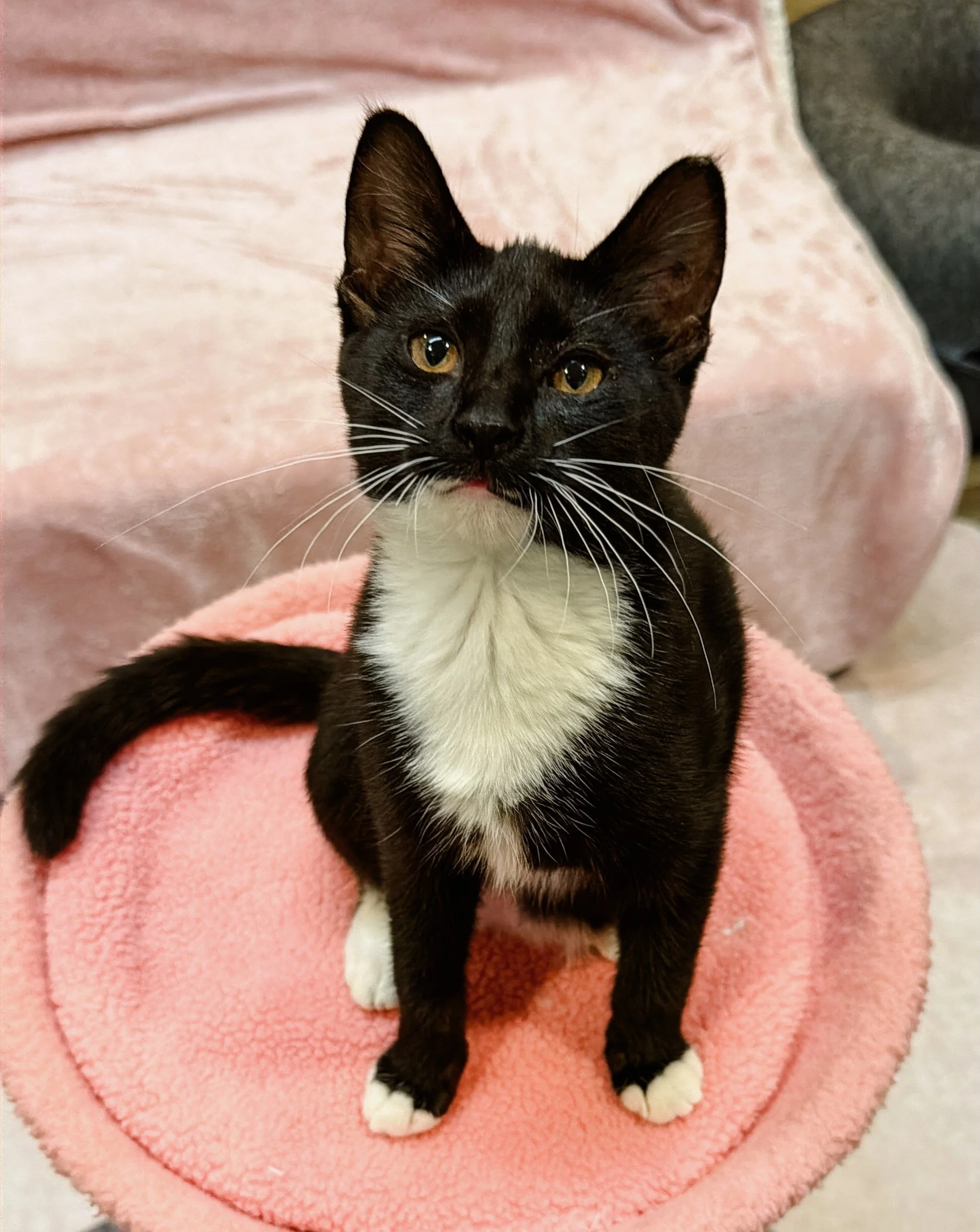 female tuxedo kitten