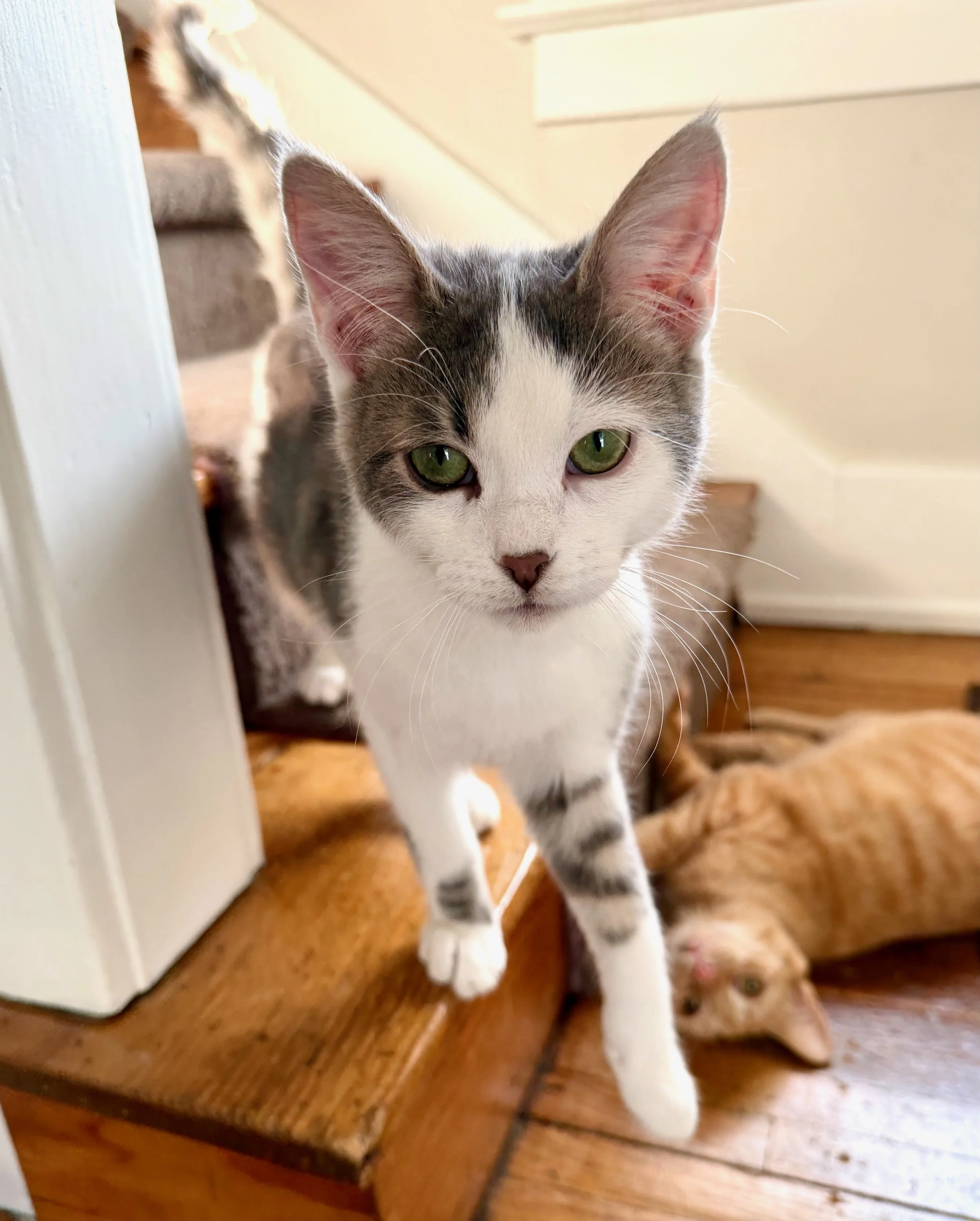 male gray tabby and white kitten