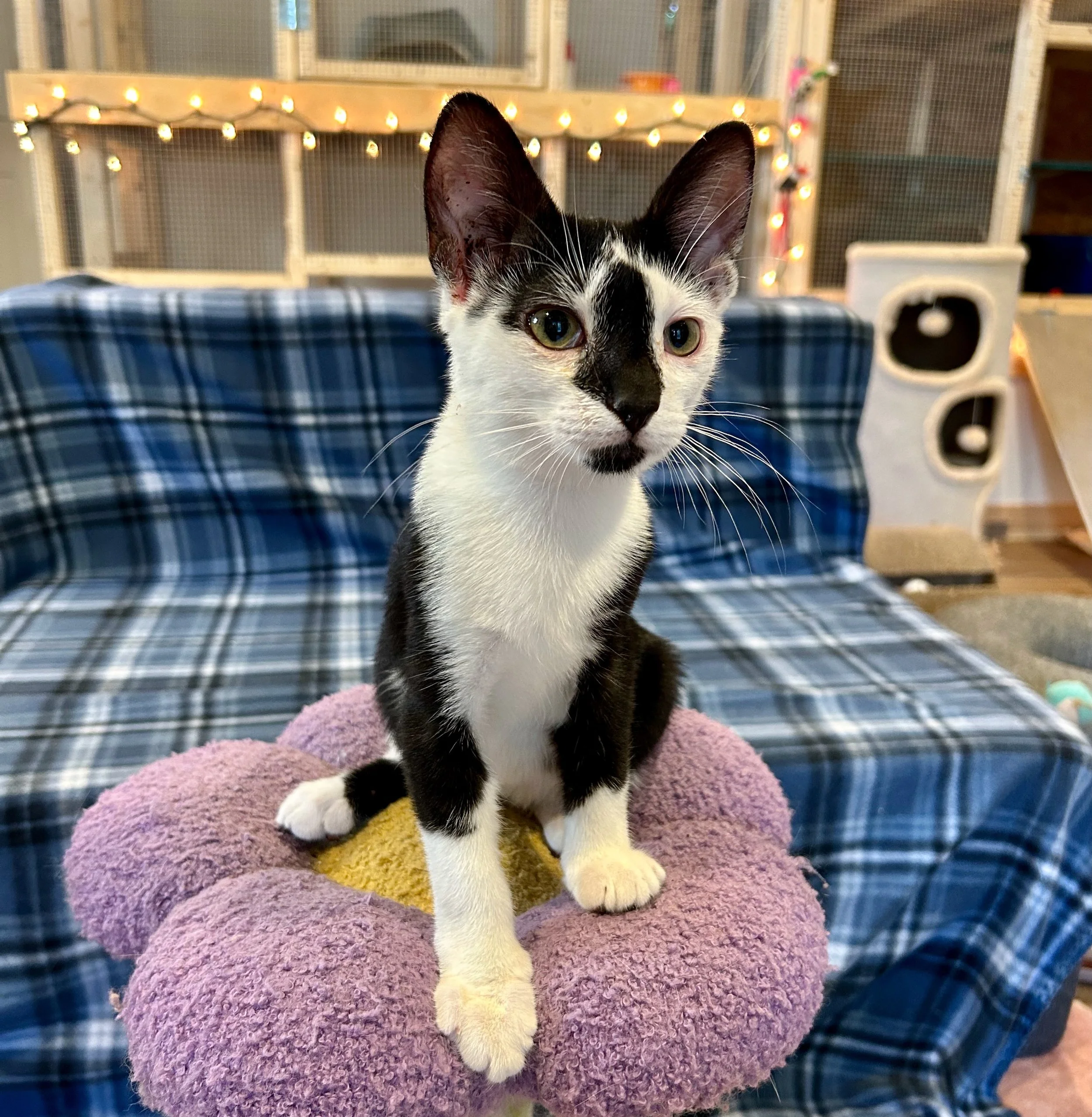 male tuxedo kitten
