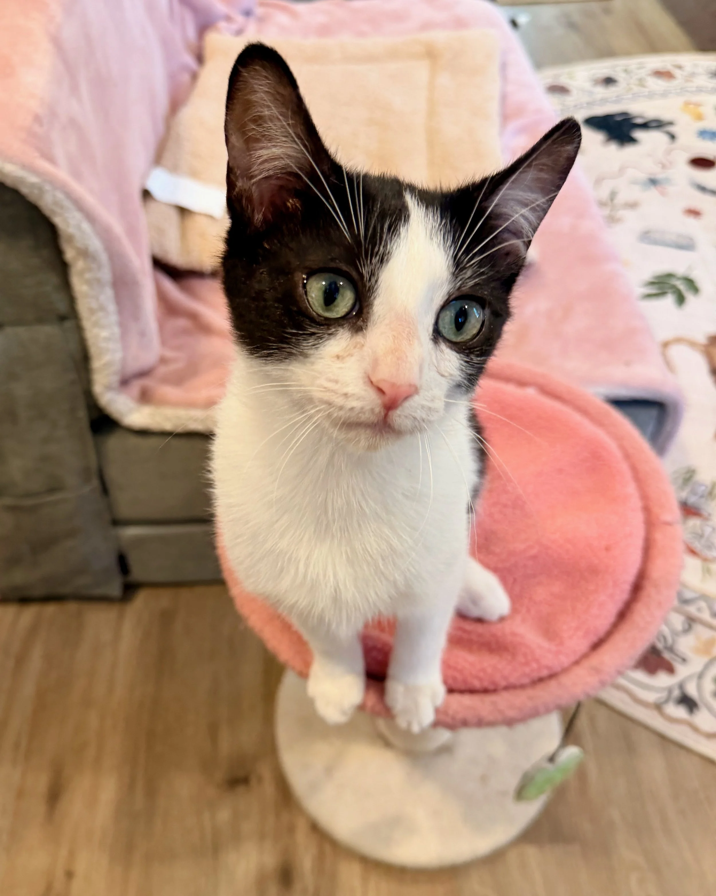 male tuxedo kitten