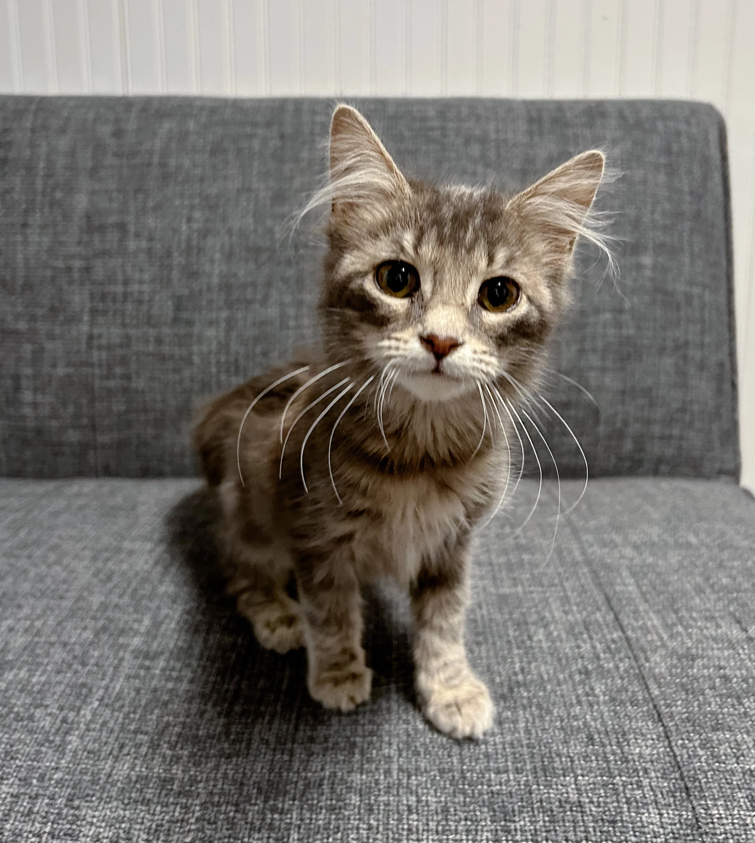 female dilute tortie