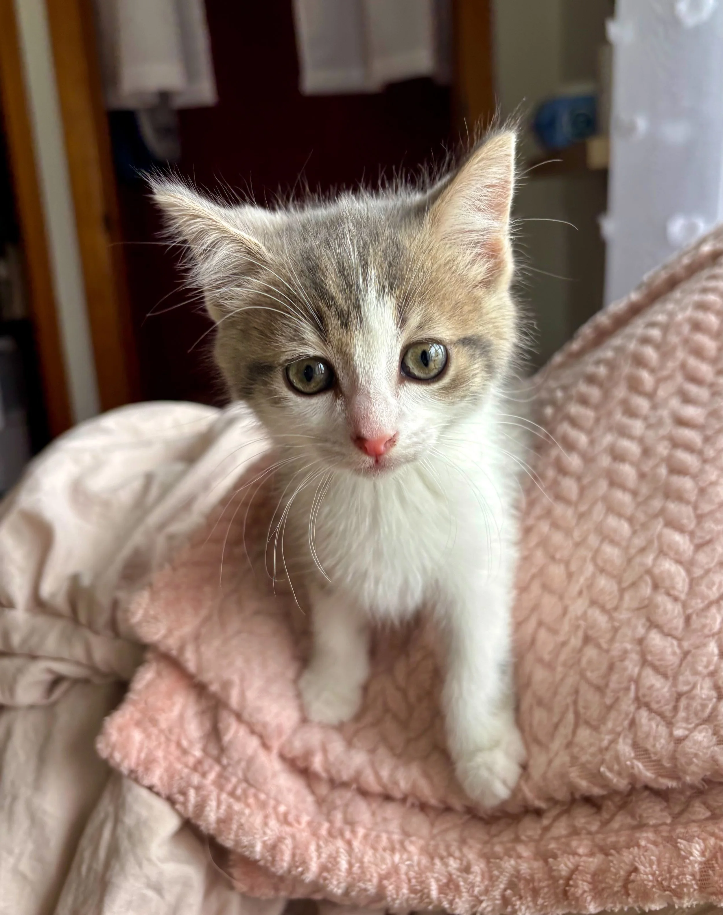 female grey tabby and white kitten