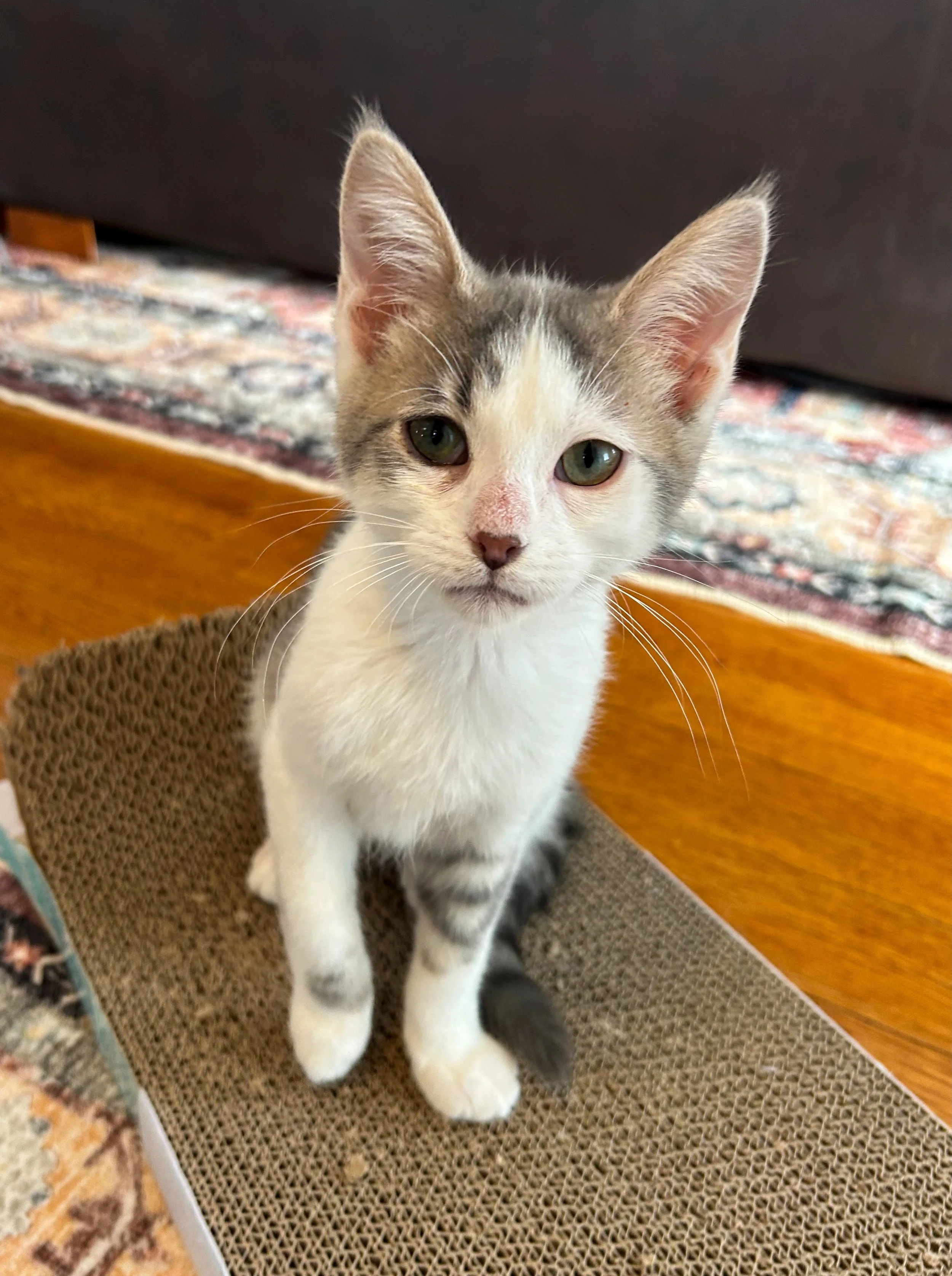 male gray tabby and white kitten