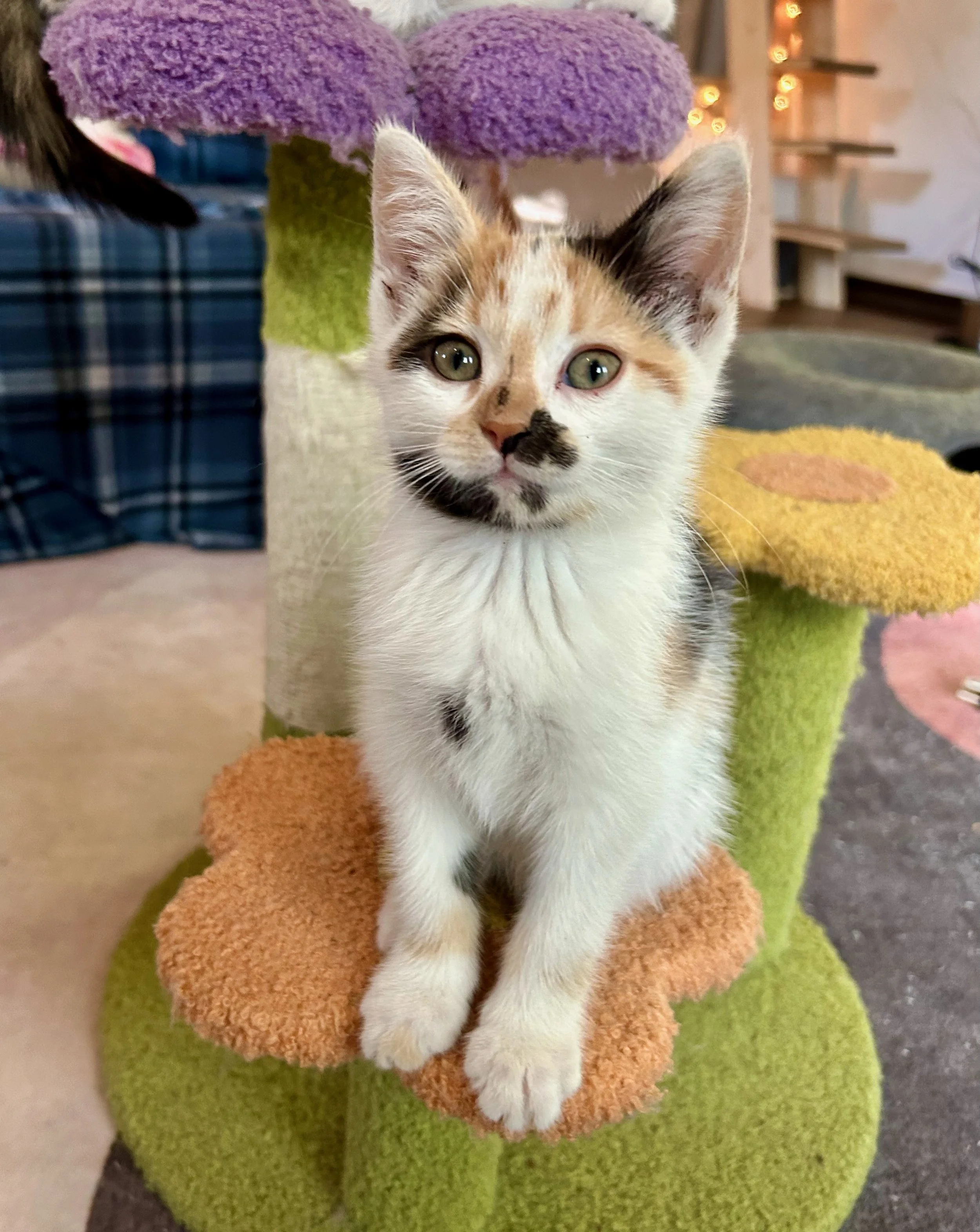 female calico kitten