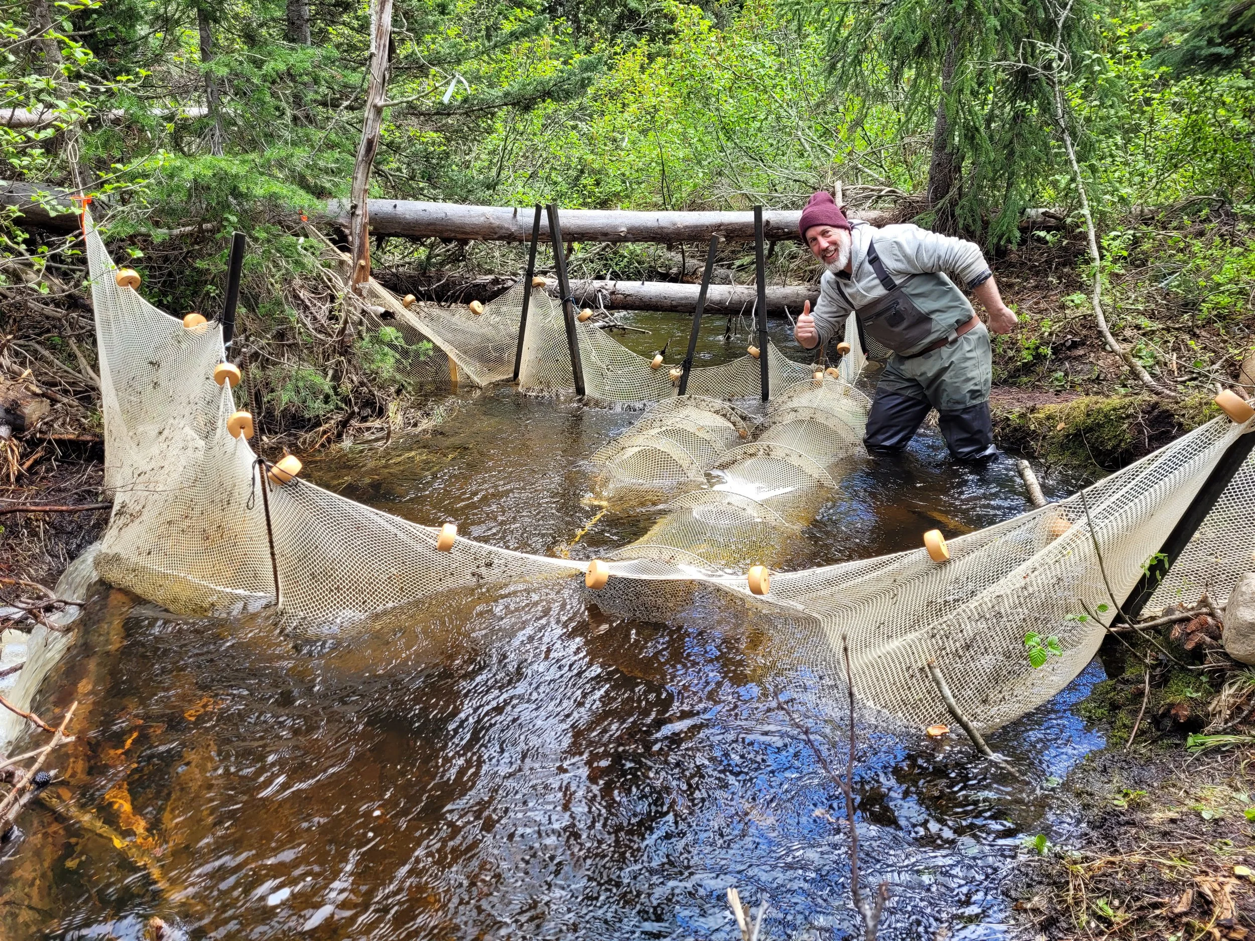 A man with a beard wearing a gray jacket, brown beanie, and black waders stands in a creek in a dense forest, smiling and giving a thumbs up. He is next to a makeshift fish trap made of mesh and plastic buoys, supported by black poles, across the wat