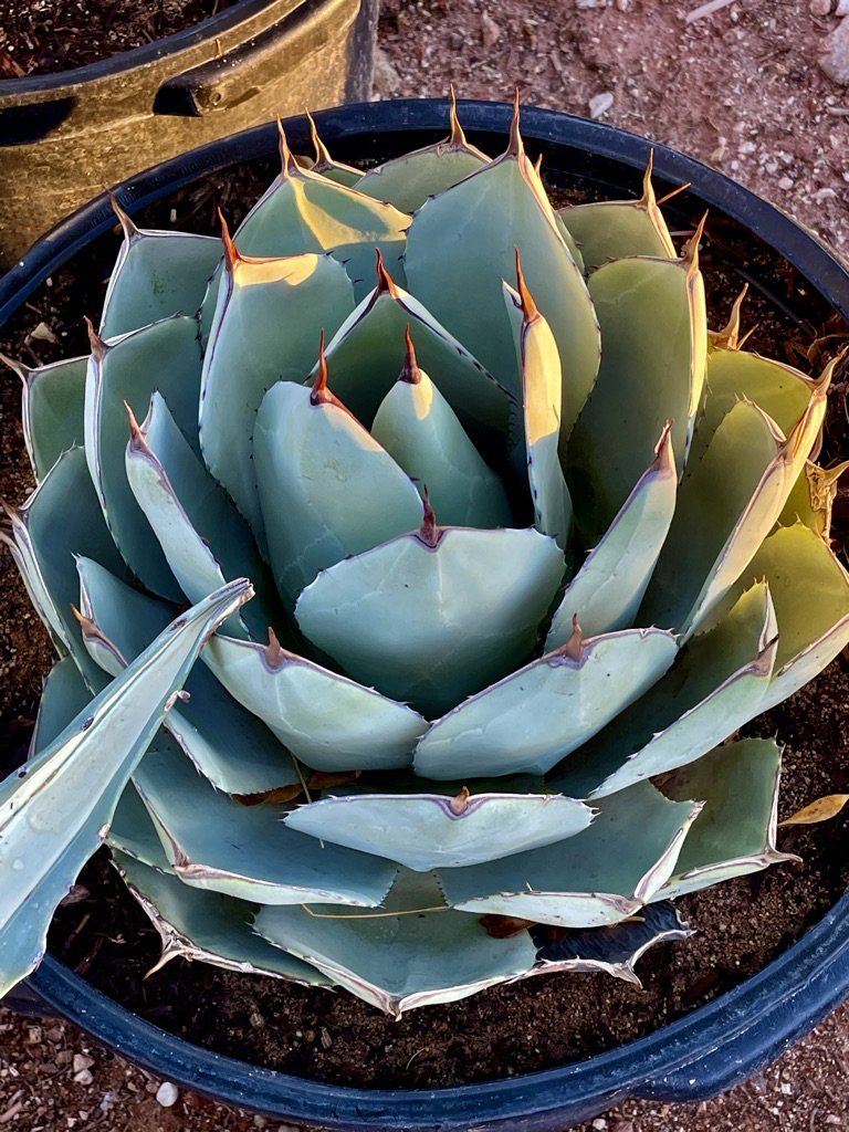 Agave Truncata (Agave Parryi) — Cactus World