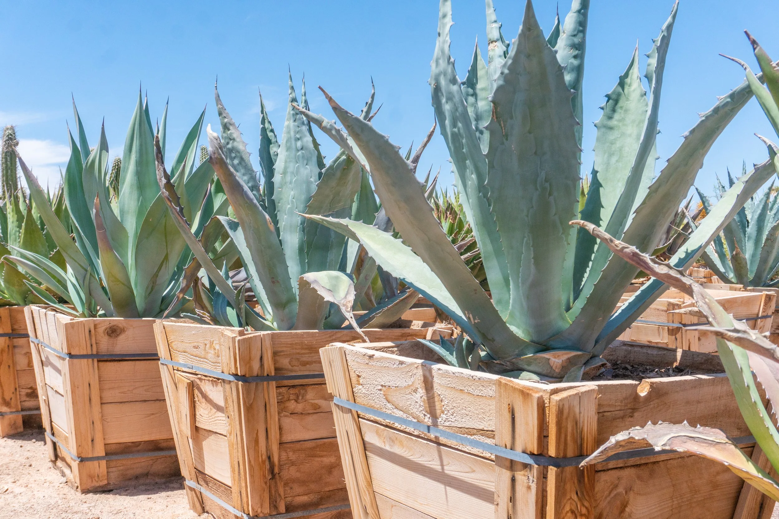 Joshua Tree | Buy Yucca brevifolia Online - Cactus World