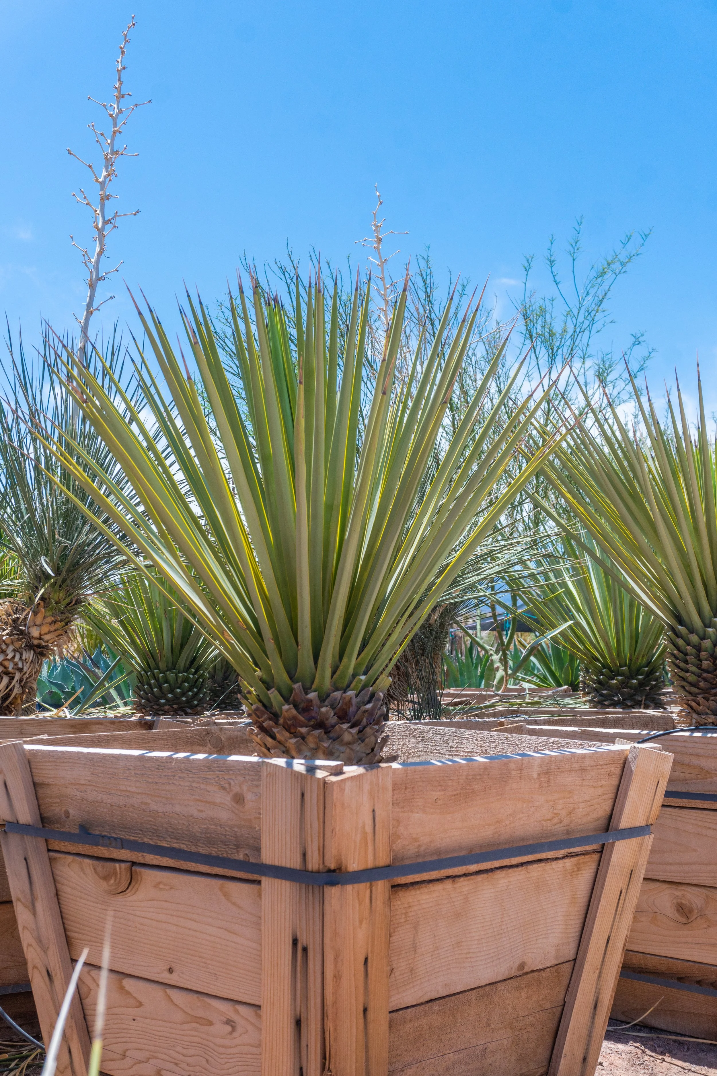 3FT DOUBLE JOSHUA TREE – LEGALLY HARVESTED & TAGGED – YUCCA BREVIFOLIA Live Plant