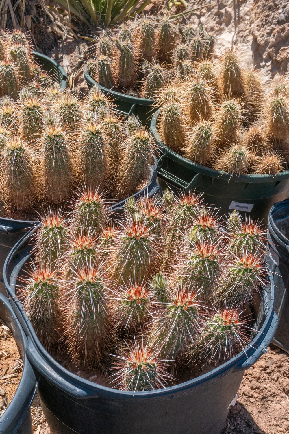 Joshua Tree | Buy Yucca brevifolia Online - Cactus World
