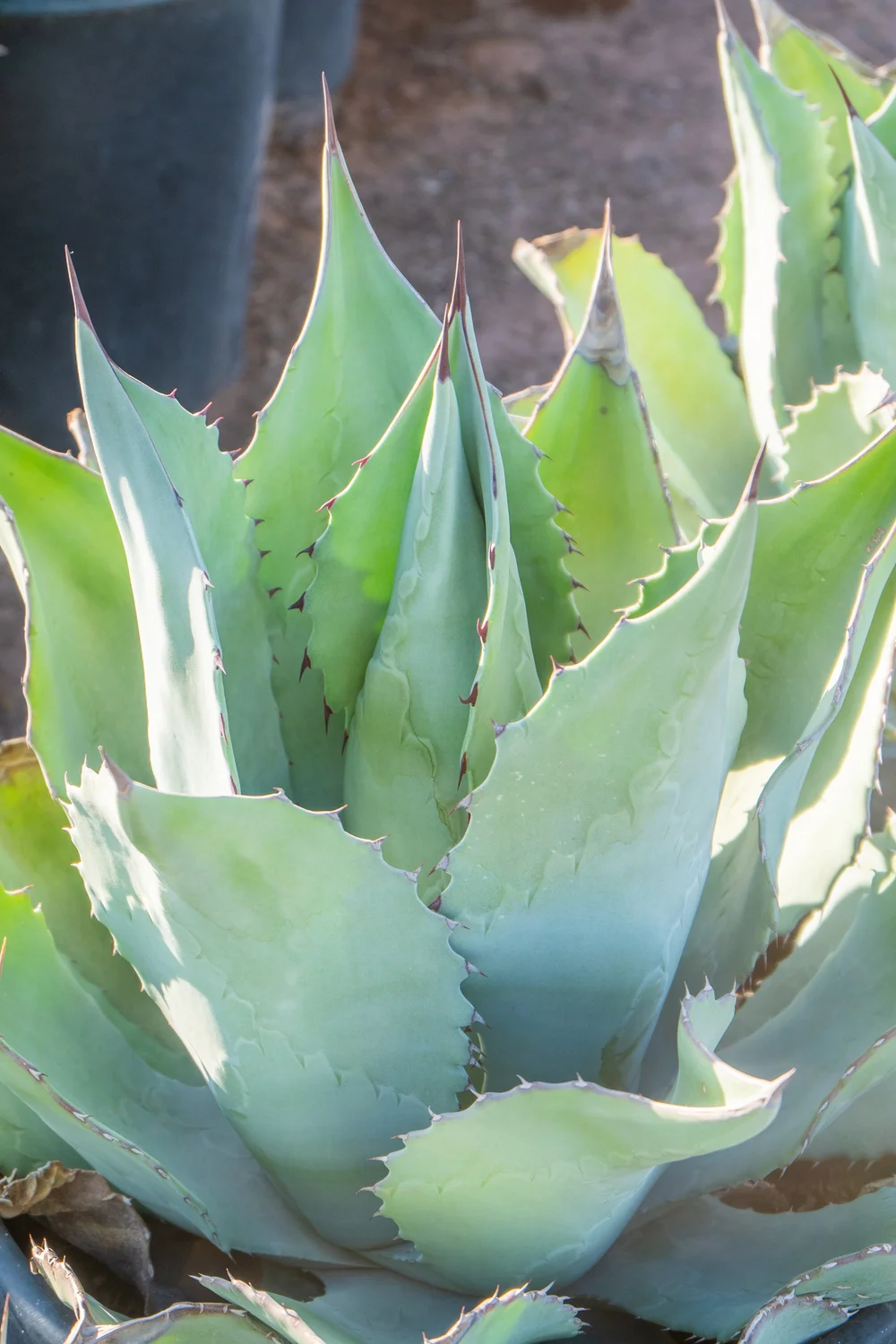 Joshua Tree | Buy Yucca brevifolia Online - Cactus World