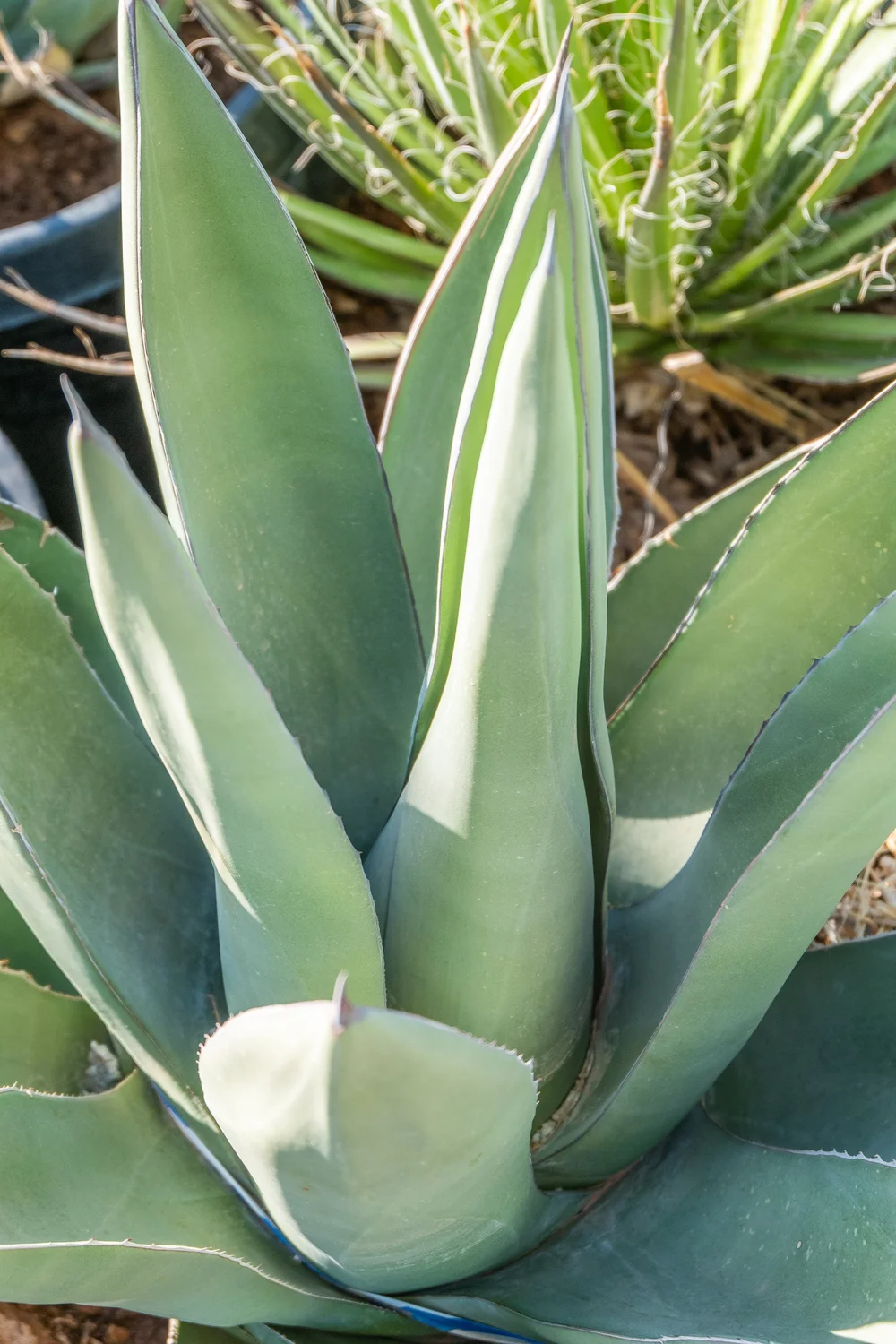 Joshua Tree | Buy Yucca brevifolia Online - Cactus World