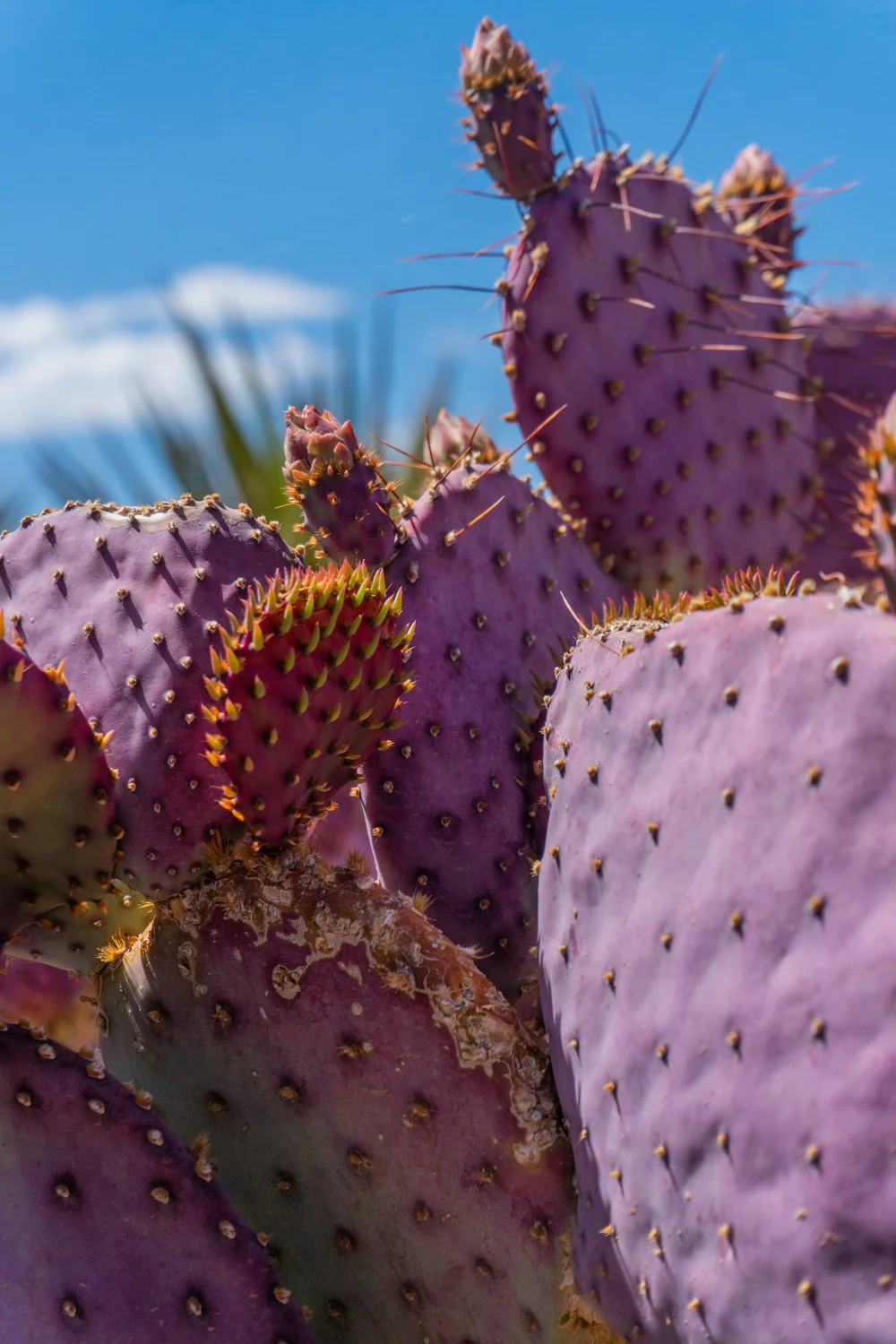 Joshua Tree | Buy Yucca brevifolia Online - Cactus World