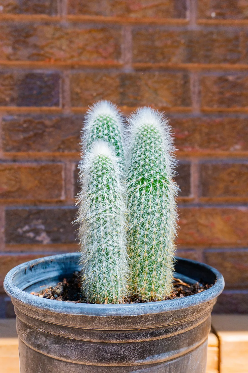 Joshua Tree | Buy Yucca brevifolia Online - Cactus World