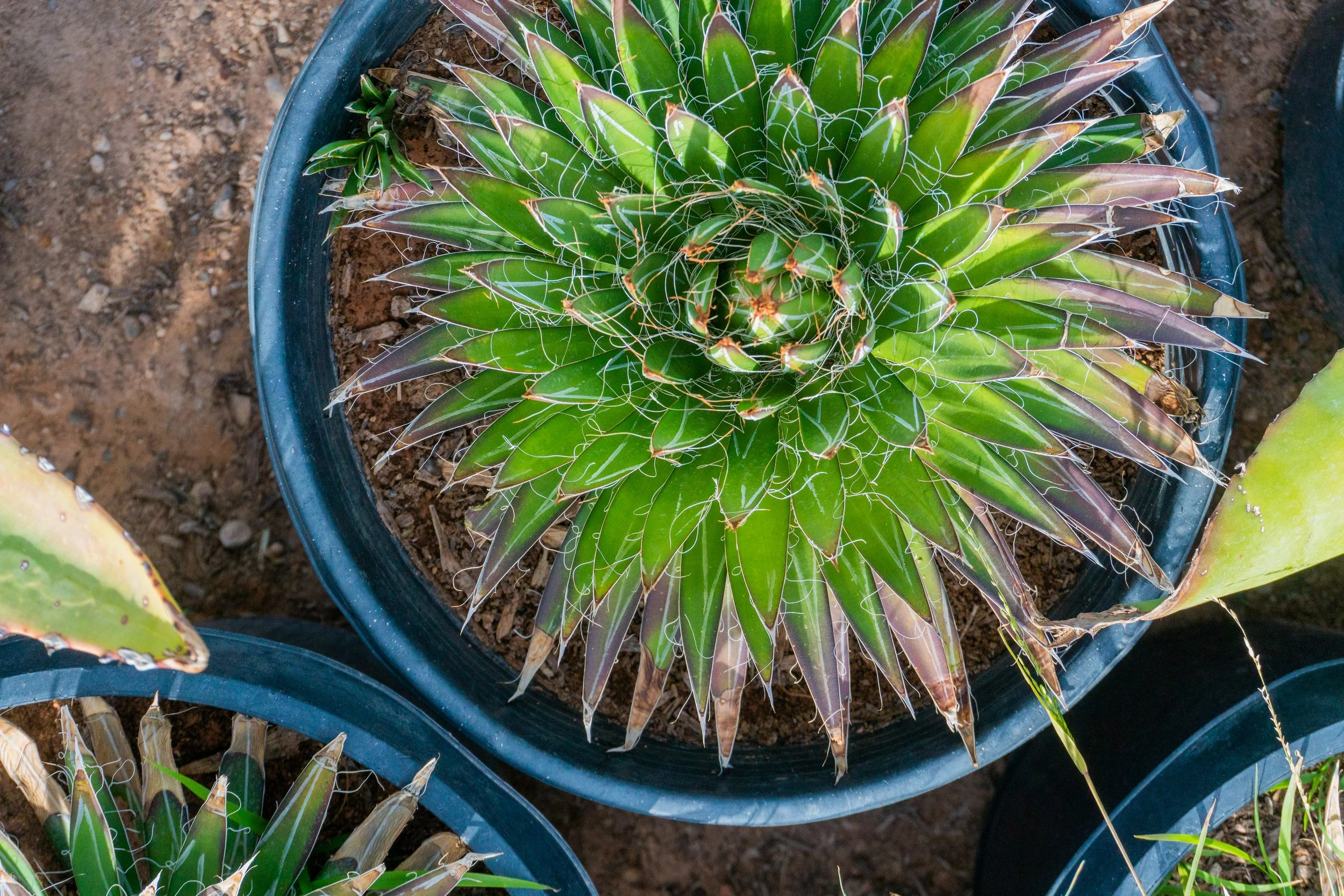 Joshua Tree | Buy Yucca brevifolia Online - Cactus World