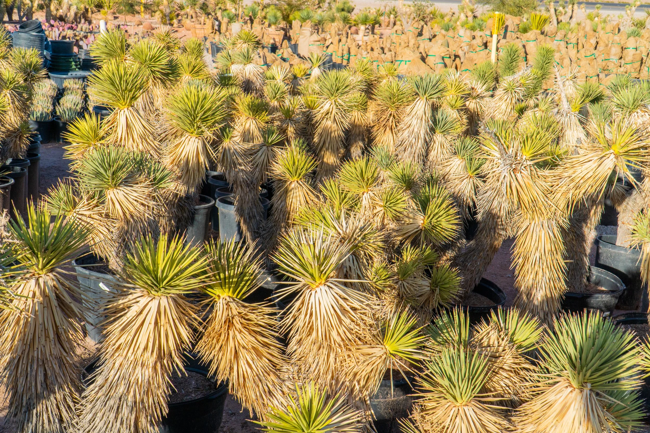 Joshua Tree | Buy Yucca brevifolia Online - Cactus World