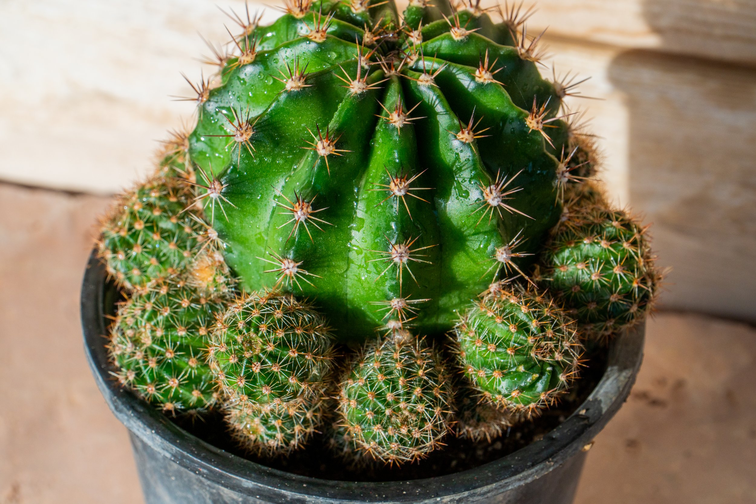 Joshua Tree | Buy Yucca brevifolia Online - Cactus World