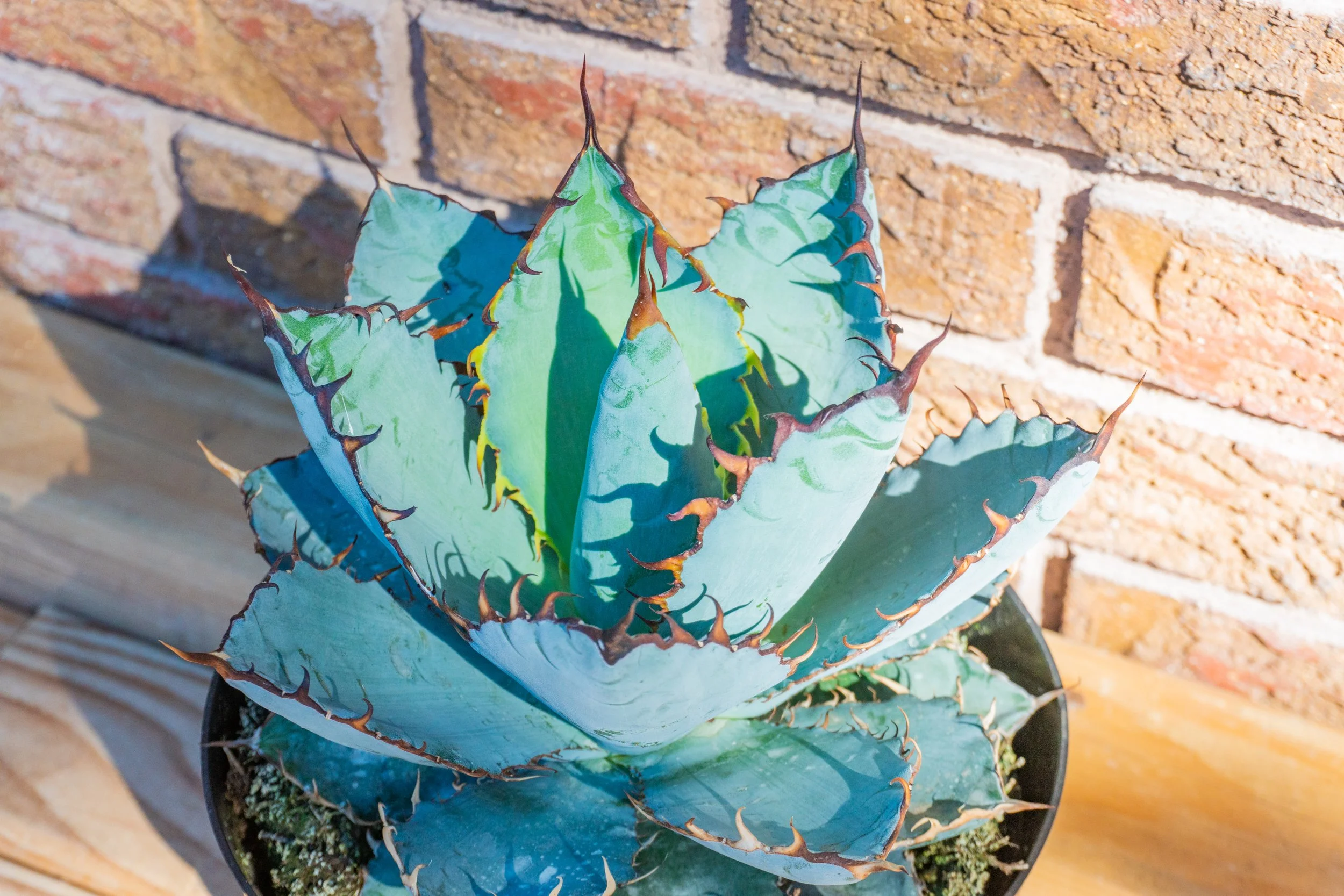 Joshua Tree | Buy Yucca brevifolia Online - Cactus World