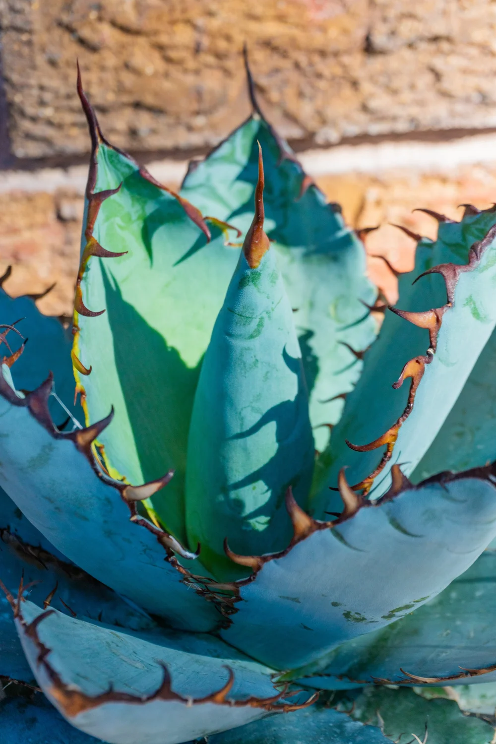 Joshua Tree | Buy Yucca brevifolia Online - Cactus World 