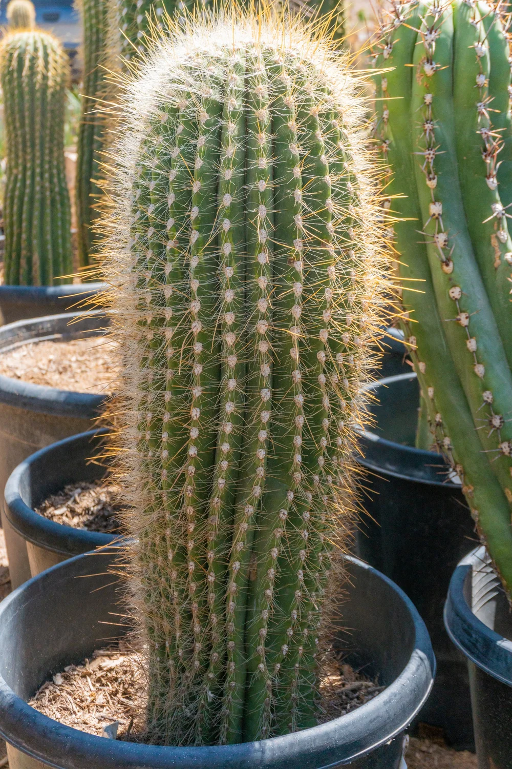 black and white cactus Black And White Cactus Print main image 0