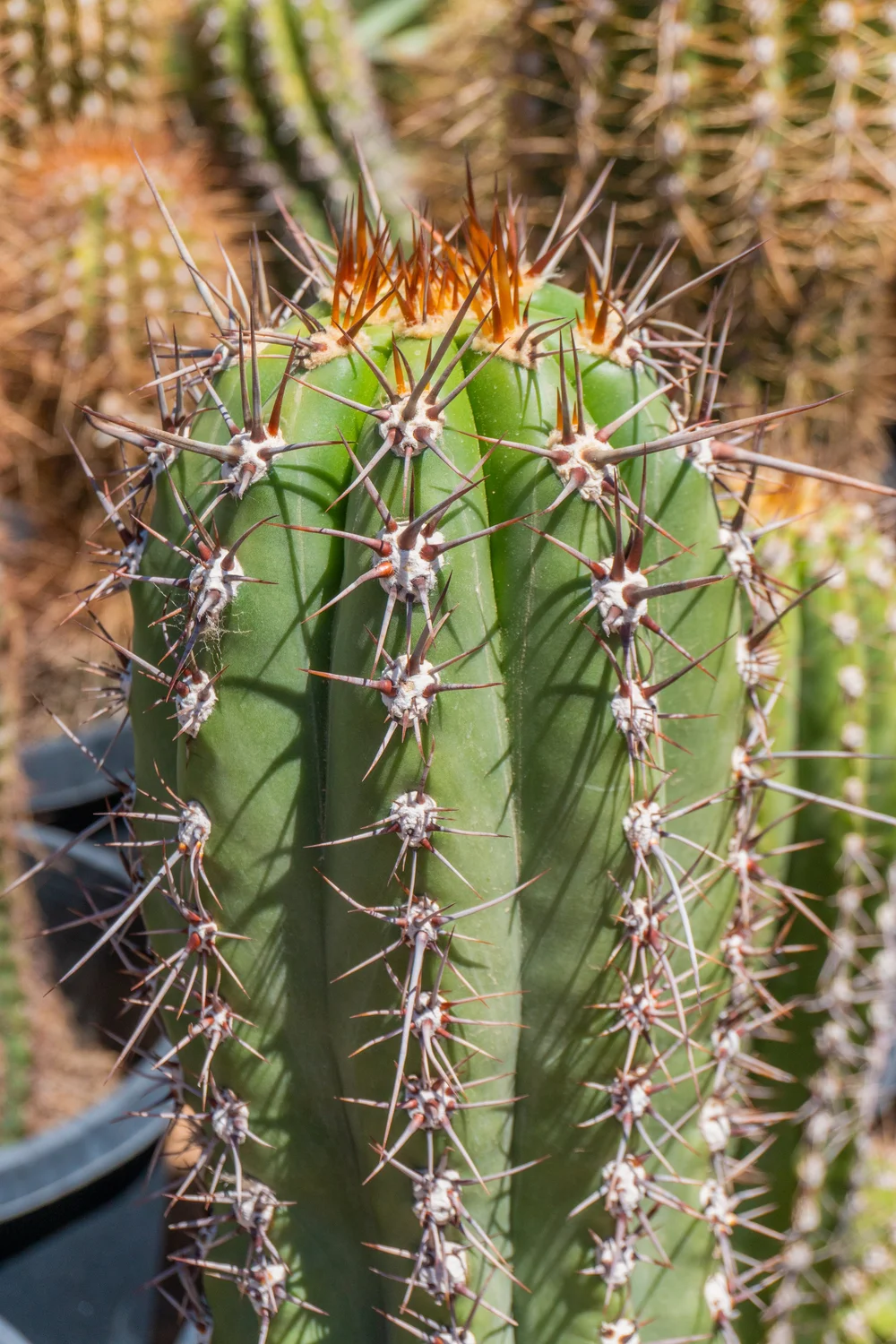 Joshua Tree | Buy Yucca brevifolia Online - Cactus World