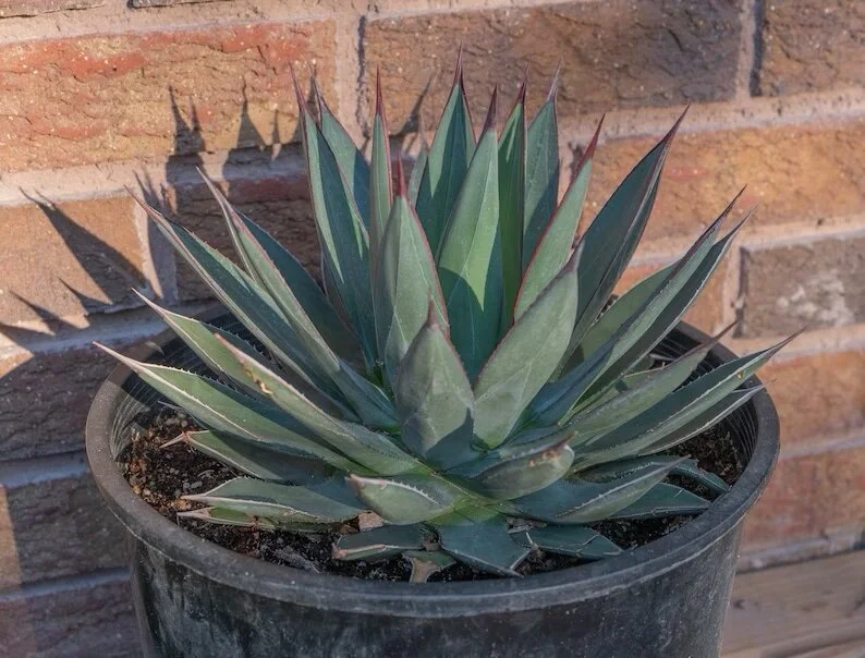 Joshua Tree | Buy Yucca brevifolia Online - Cactus World