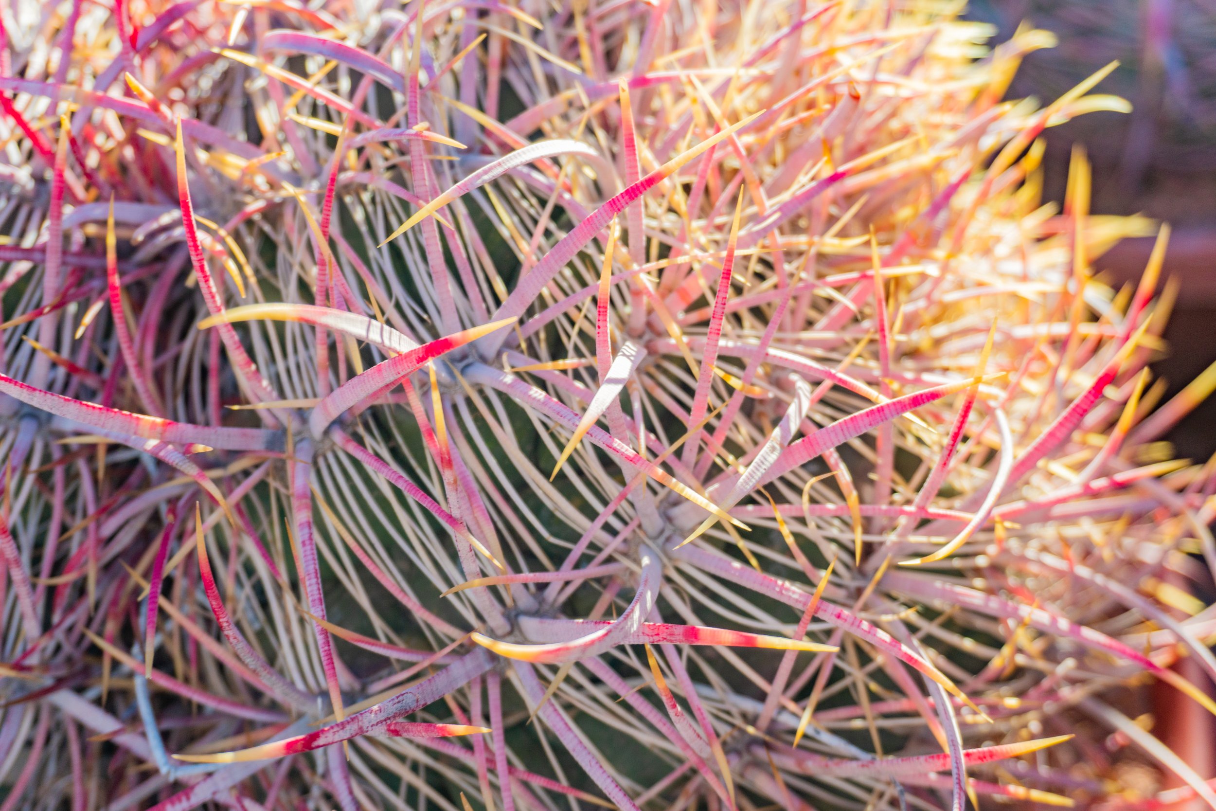 urethra cactus Organ Pipe Cactus