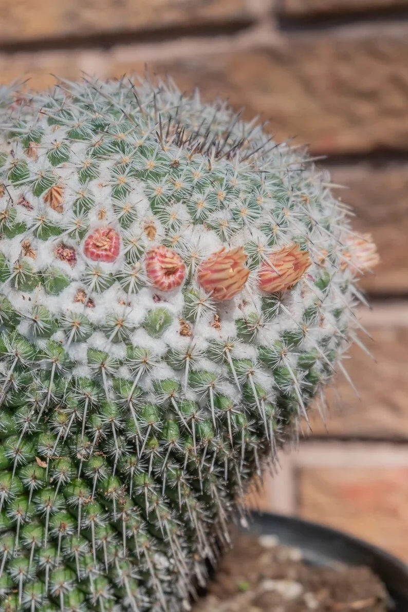 Joshua Tree | Buy Yucca brevifolia Online - Cactus World
