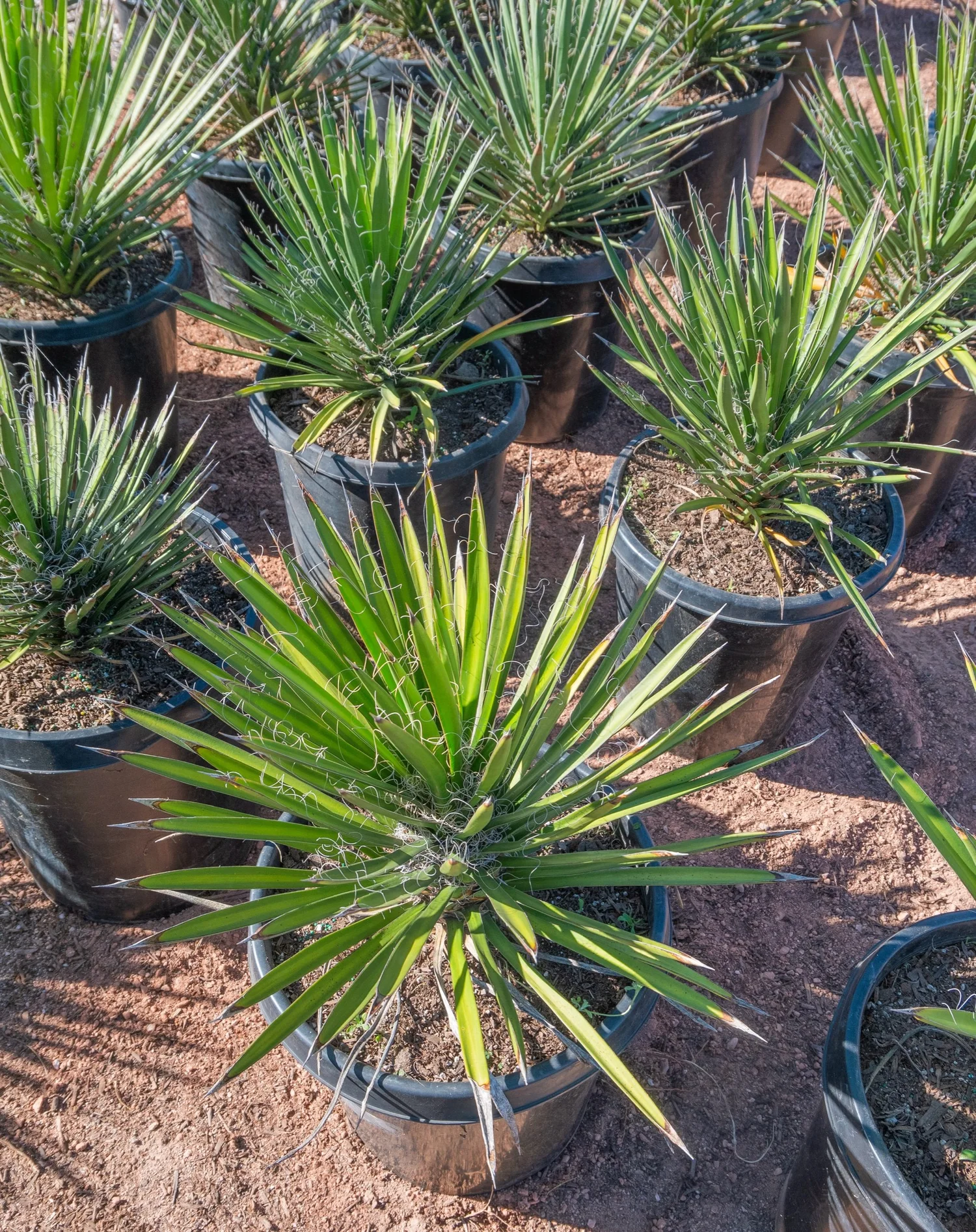 こたつ Yucca Joshua Tree | Buy Yucca brevifolia Online - Cactus World