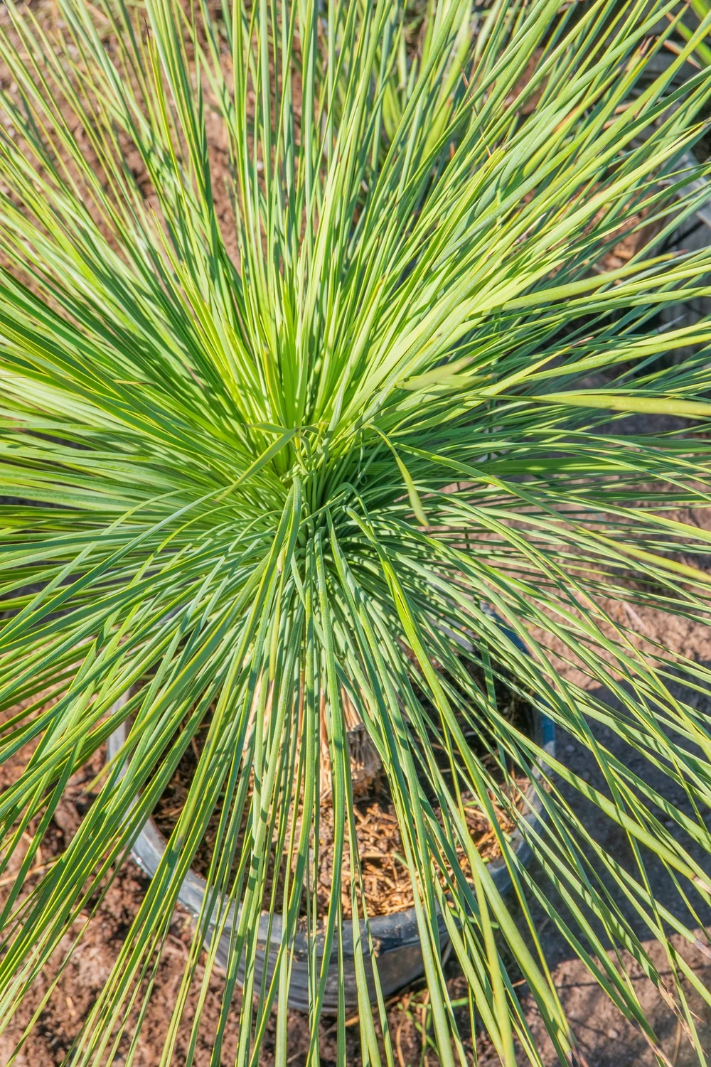 Joshua Tree | Buy Yucca brevifolia Online - Cactus World