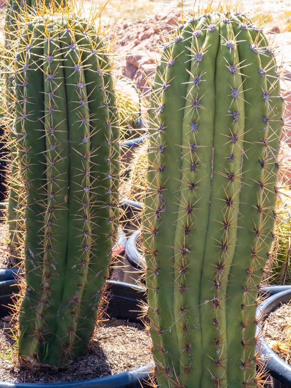 fishhook barrel cactus In the Garden and More | Fishhook Barrel Cactus Sculpture