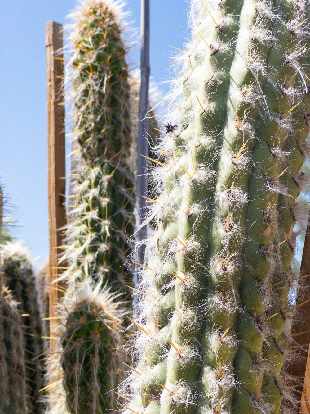 Joshua Tree | Buy Yucca brevifolia Online - Cactus World
