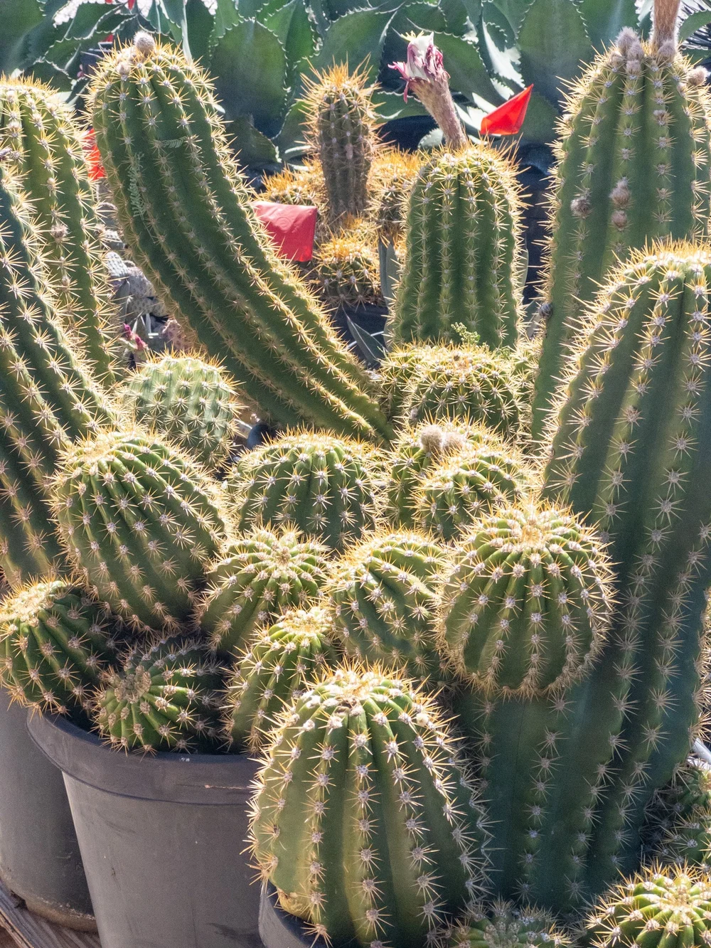 Joshua Tree | Buy Yucca brevifolia Online - Cactus World