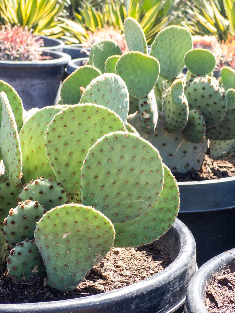 Joshua Tree | Buy Yucca brevifolia Online - Cactus World