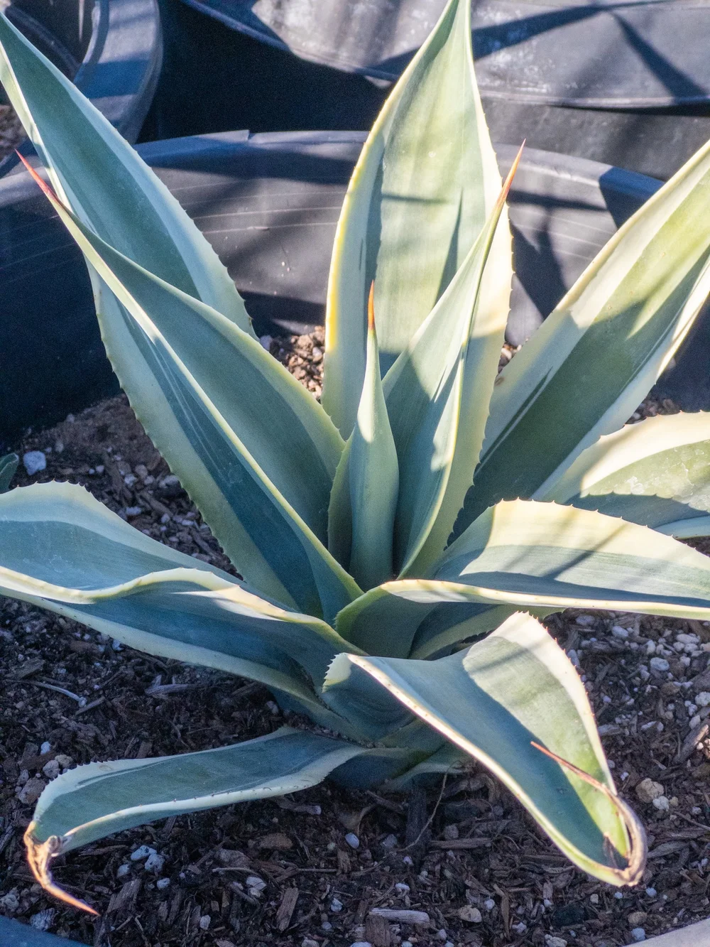 Joshua Tree | Buy Yucca brevifolia Online - Cactus World