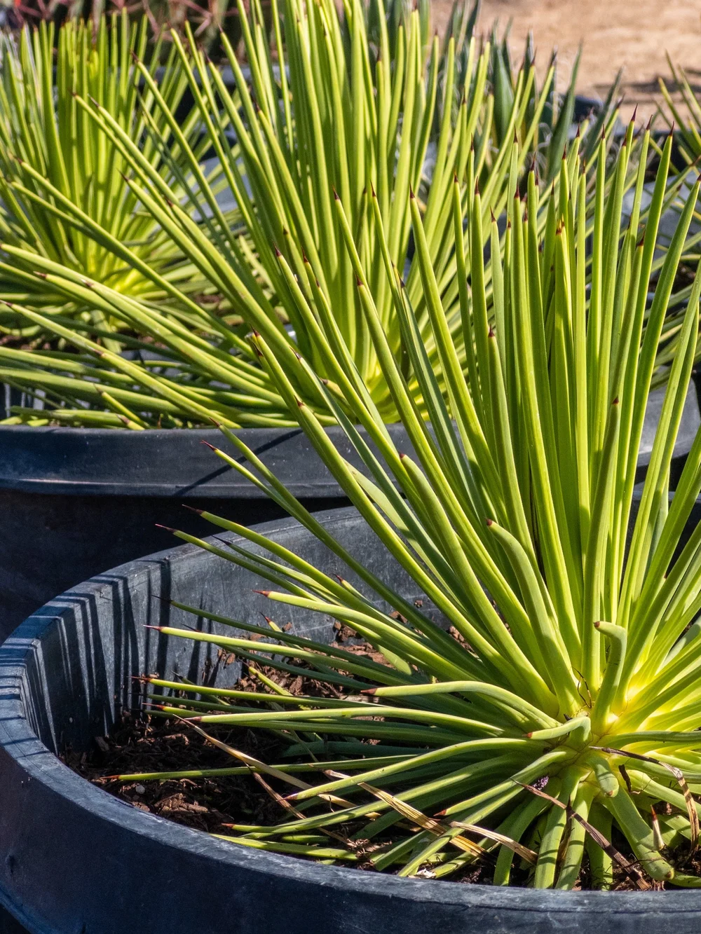 Joshua Tree | Buy Yucca brevifolia Online - Cactus World
