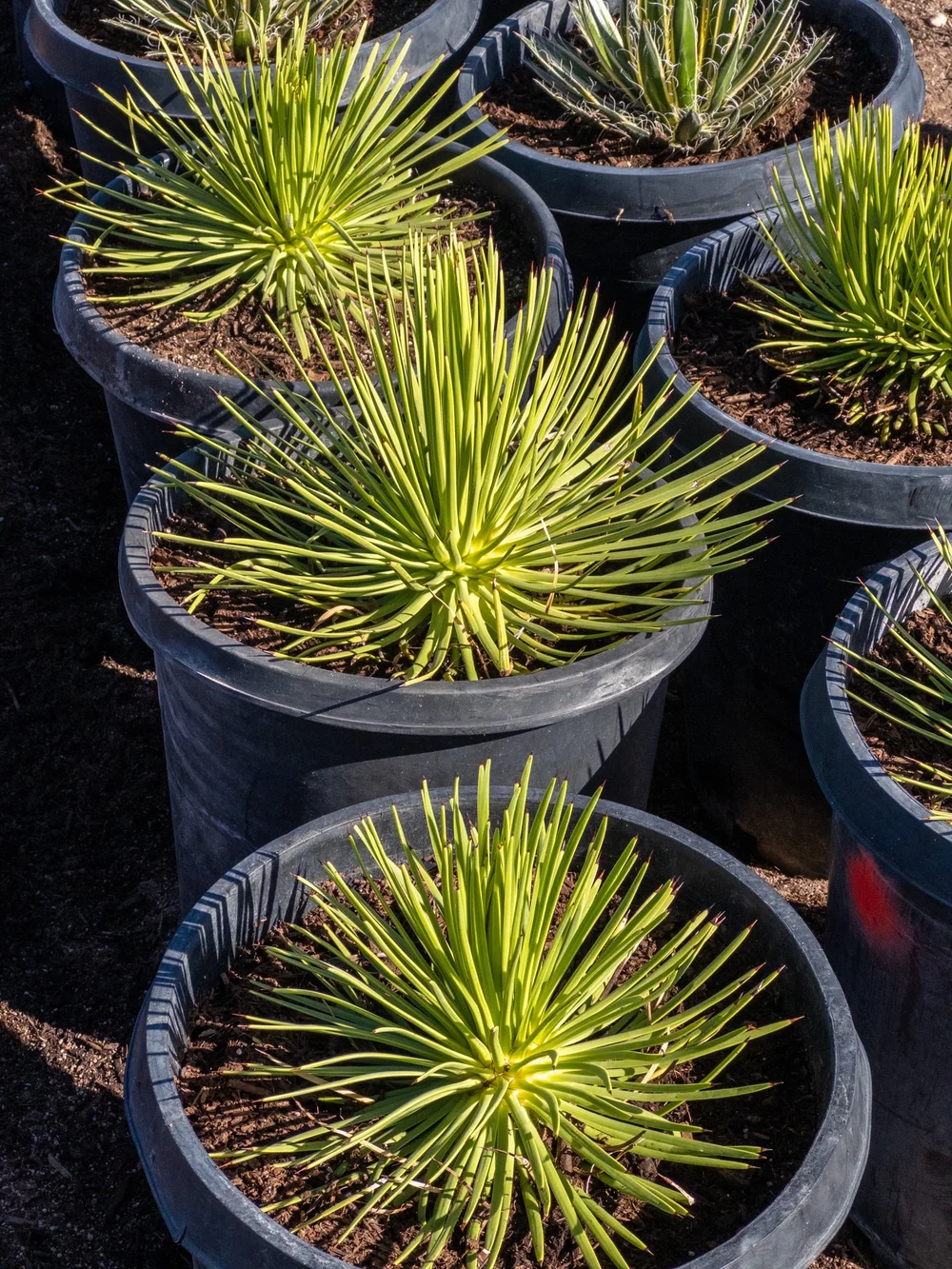 Joshua Tree | Buy Yucca brevifolia Online - Cactus World