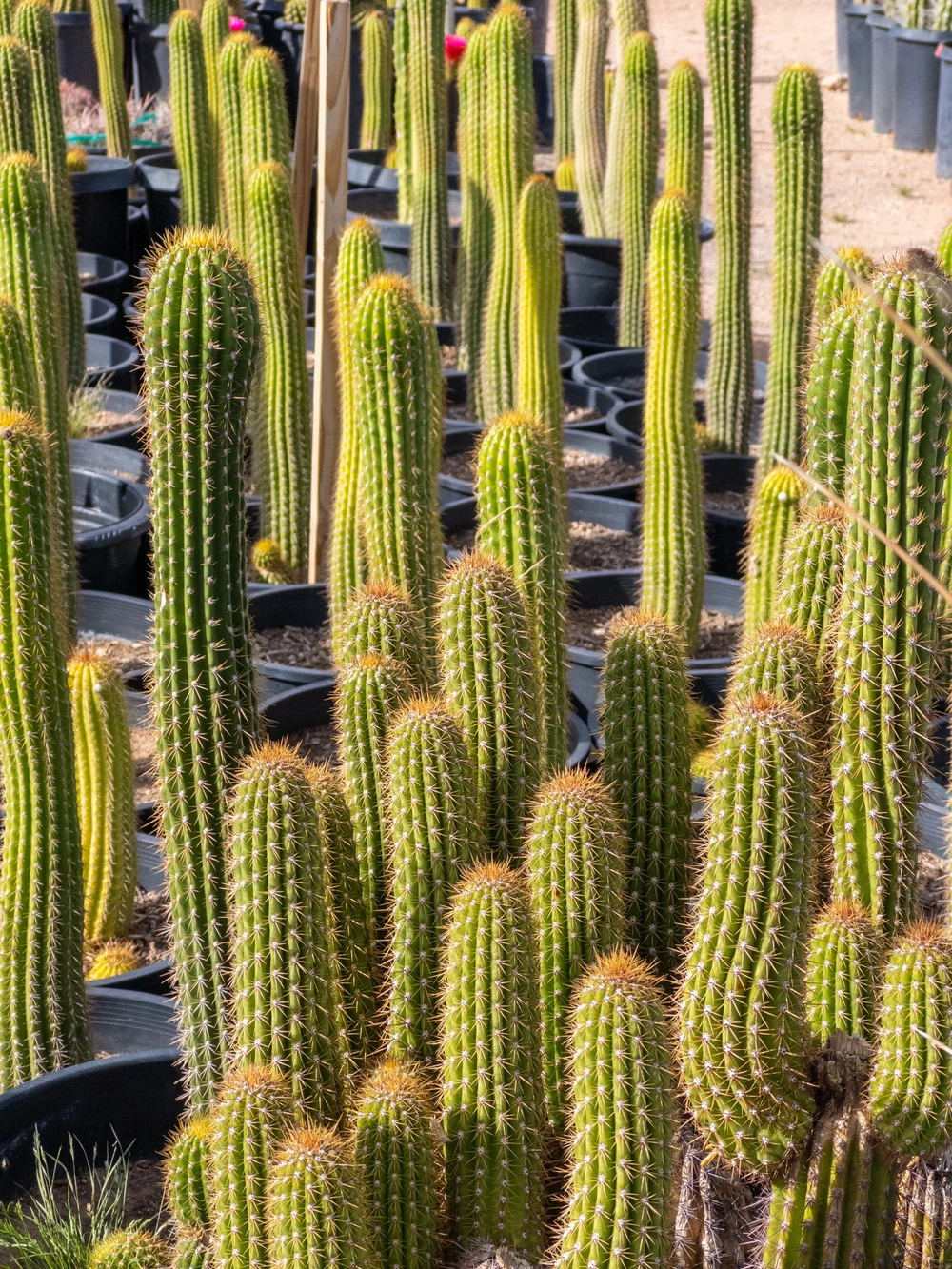 Joshua Tree | Buy Yucca brevifolia Online - Cactus World