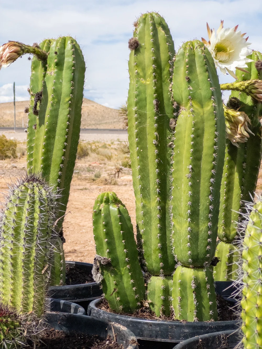 yuyaueda CACTUS TRAILS (PS) 21cm Joshua Tree | Buy Yucca brevifolia Online - Cactus World