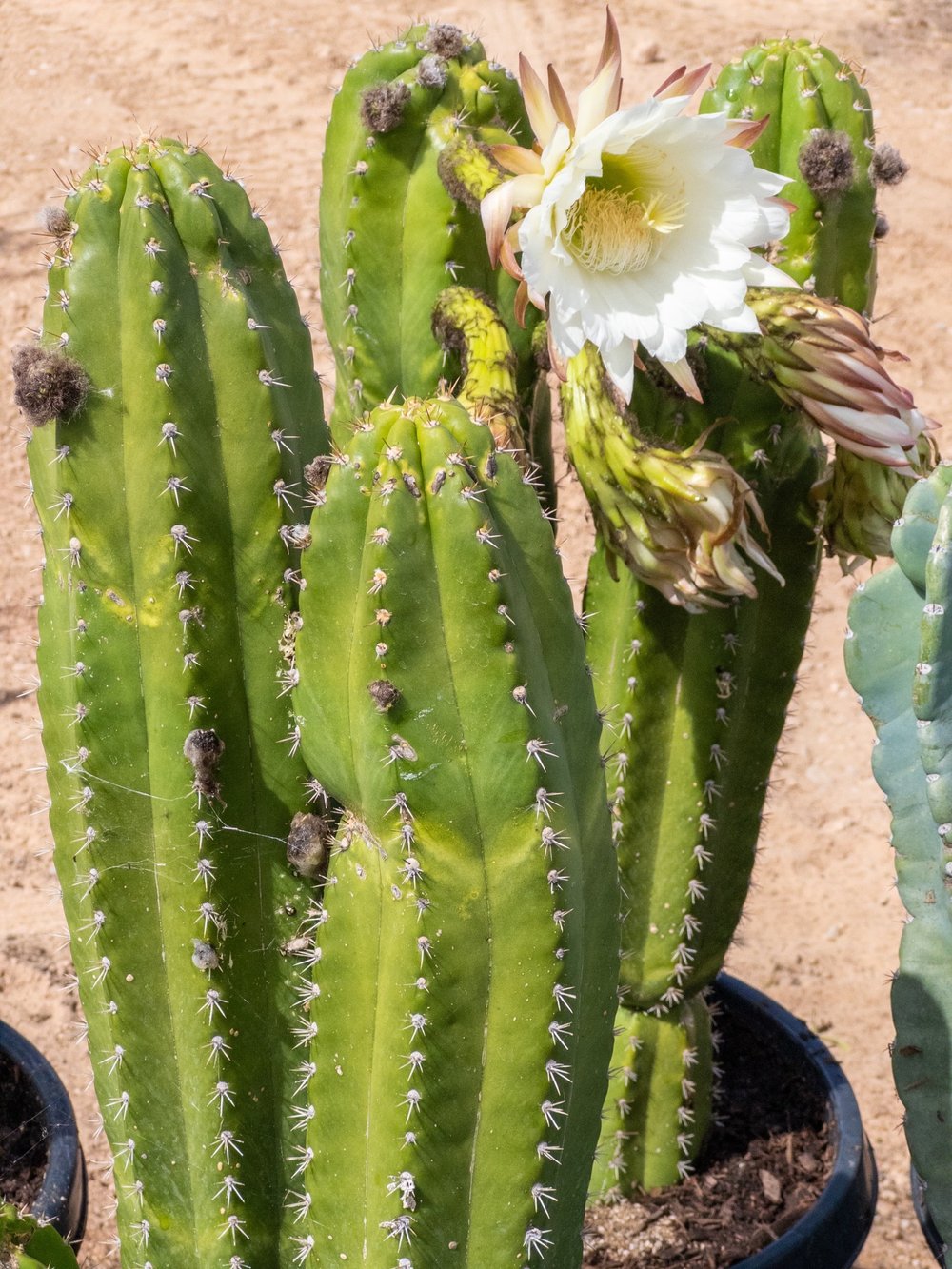 Joshua Tree | Buy Yucca brevifolia Online - Cactus World