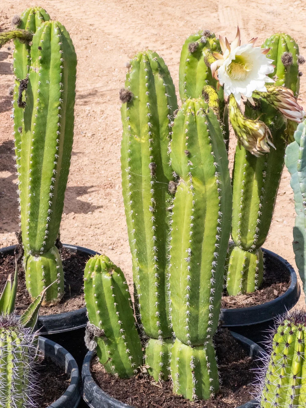 cactusです Joshua Tree | Buy Yucca brevifolia Online - Cactus World