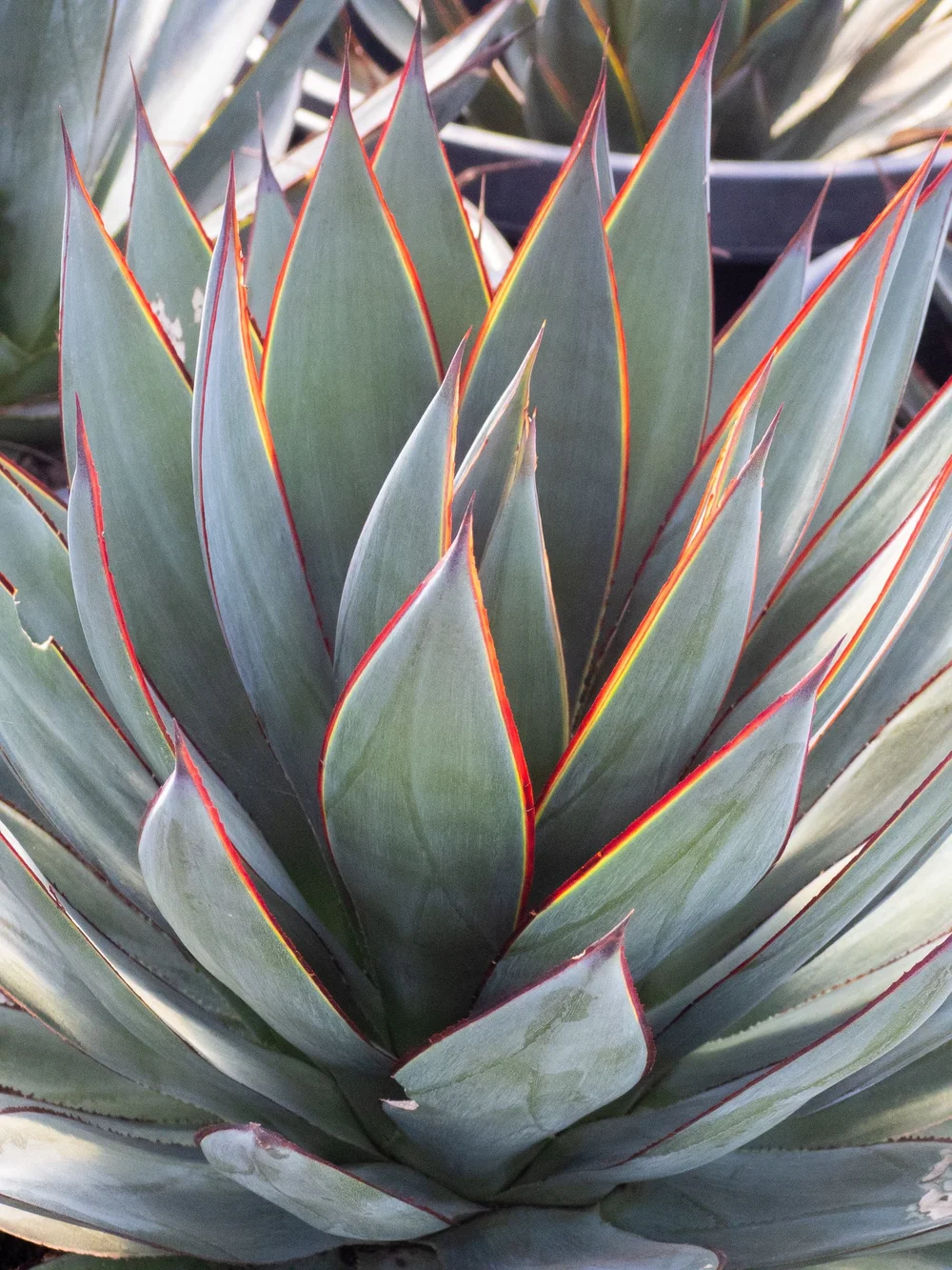 Joshua Tree | Buy Yucca brevifolia Online - Cactus World