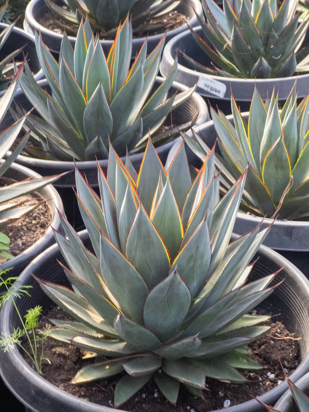 Joshua Tree | Buy Yucca brevifolia Online - Cactus World