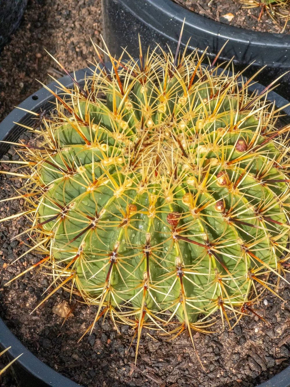 Joshua Tree | Buy Yucca brevifolia Online - Cactus World