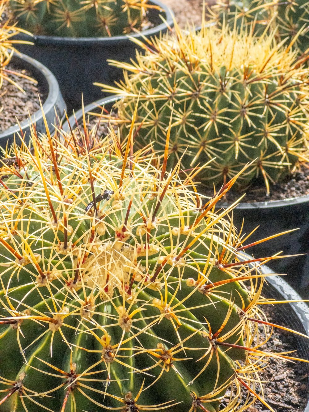 Joshua Tree | Buy Yucca brevifolia Online - Cactus World