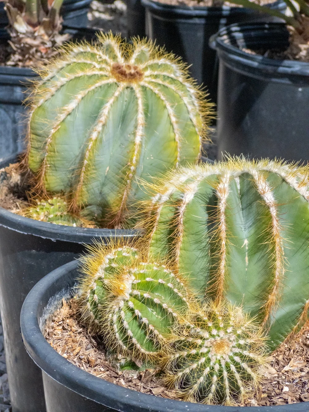 Joshua Tree | Buy Yucca brevifolia Online - Cactus World