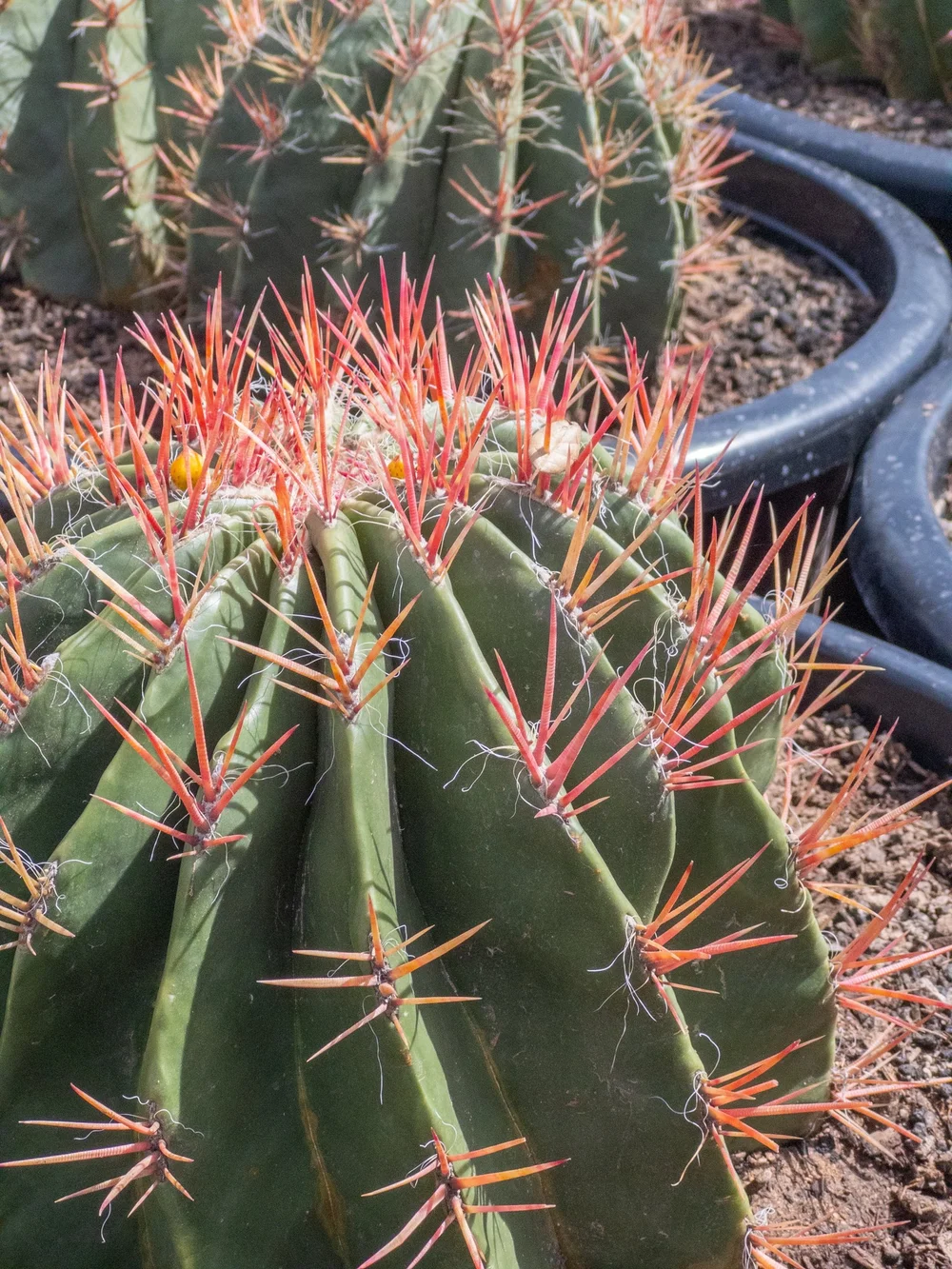 Joshua Tree | Buy Yucca brevifolia Online - Cactus World