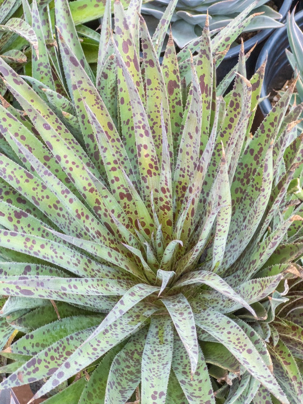 Joshua Tree | Buy Yucca brevifolia Online - Cactus World