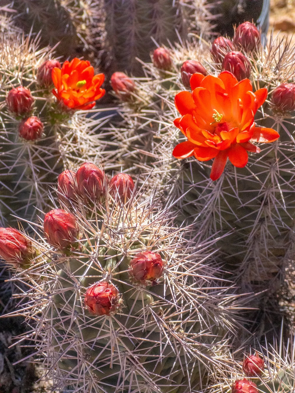 Joshua Tree | Buy Yucca brevifolia Online - Cactus World
